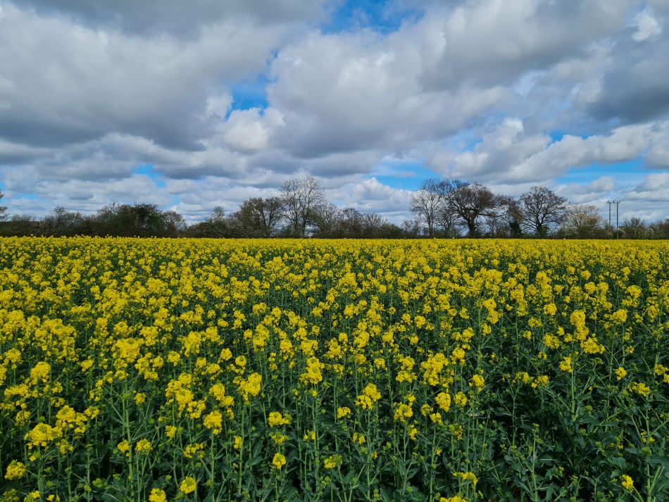 2024-04-01 23 Alde Valley Group at Saxtead Green.jpg