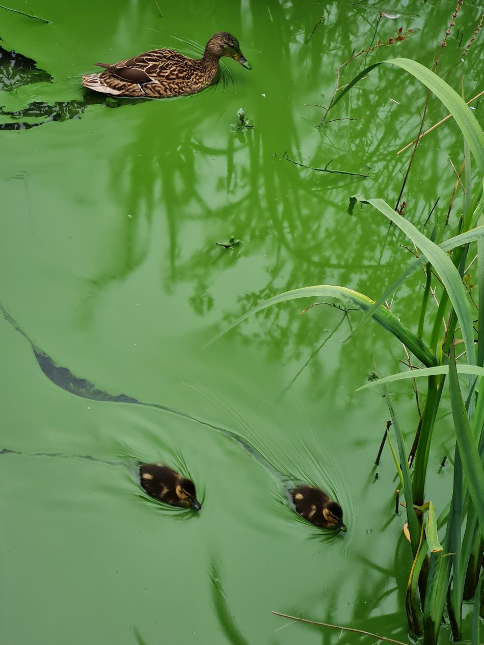 2024-04-24 08 Petersfield and Buriton.jpg