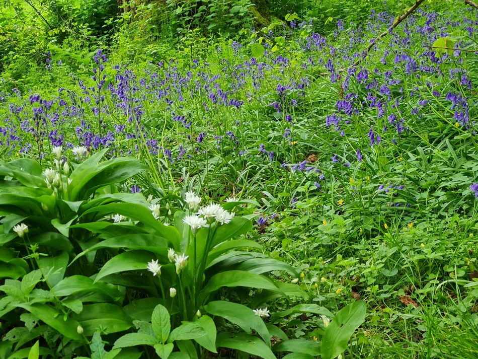 2024-04-24 16 Petersfield and Buriton.jpg