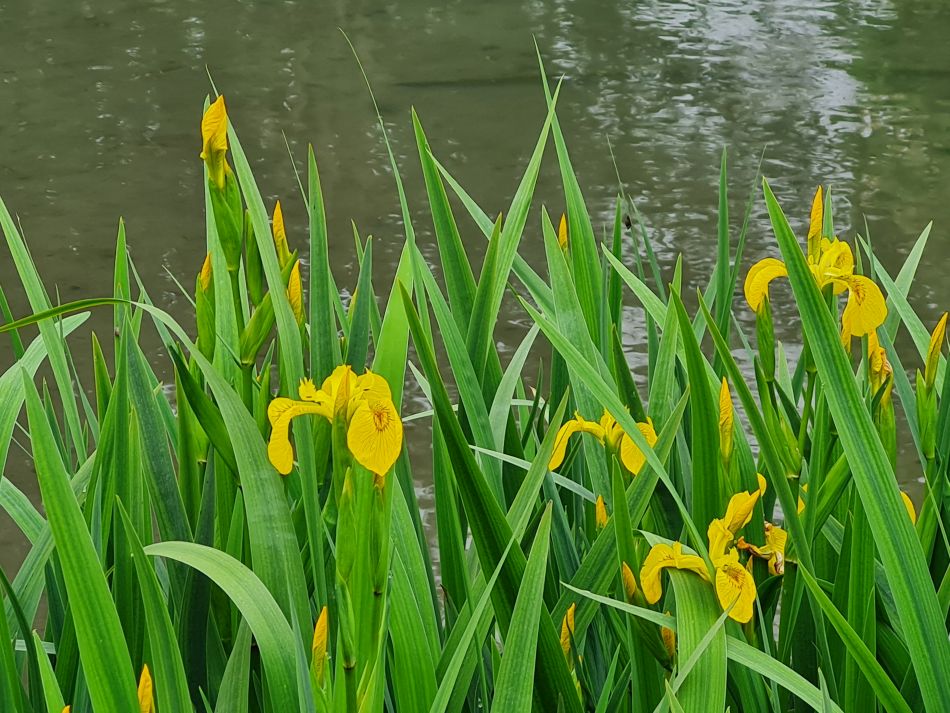 2024-04-24 27 Petersfield and Buriton.jpg