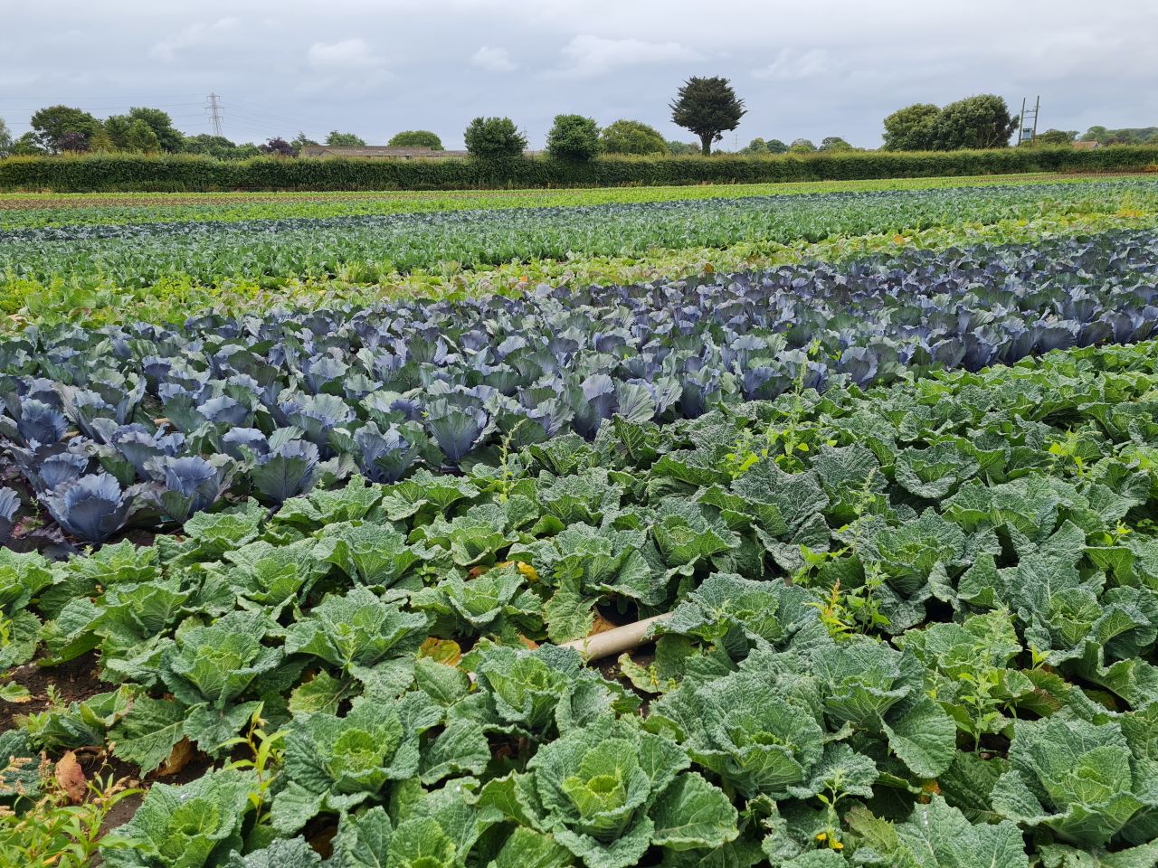 2024-07-02 06 Lound.jpg