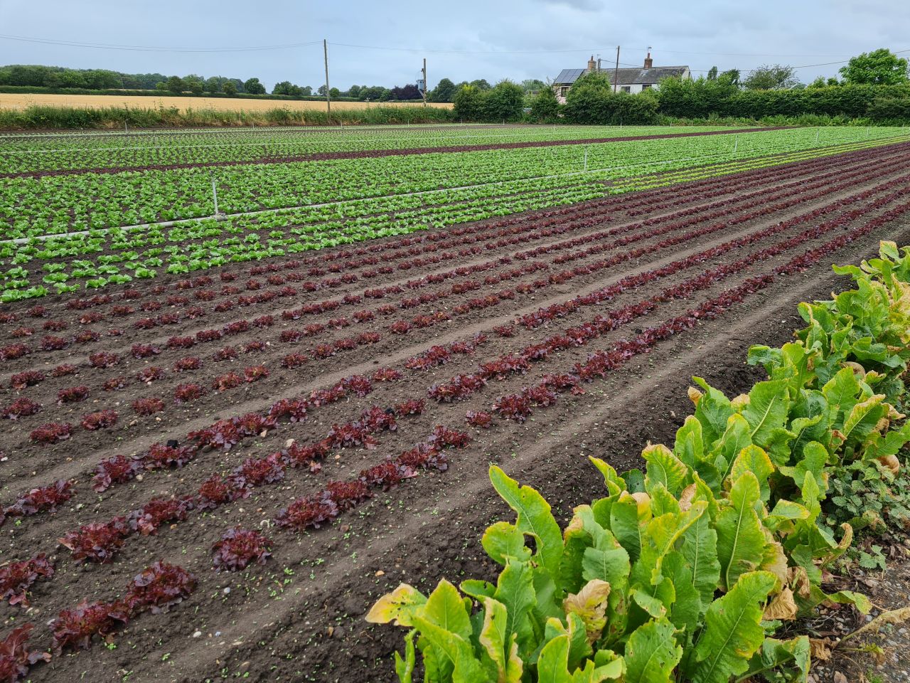 2024-07-02 07 Lound.jpg