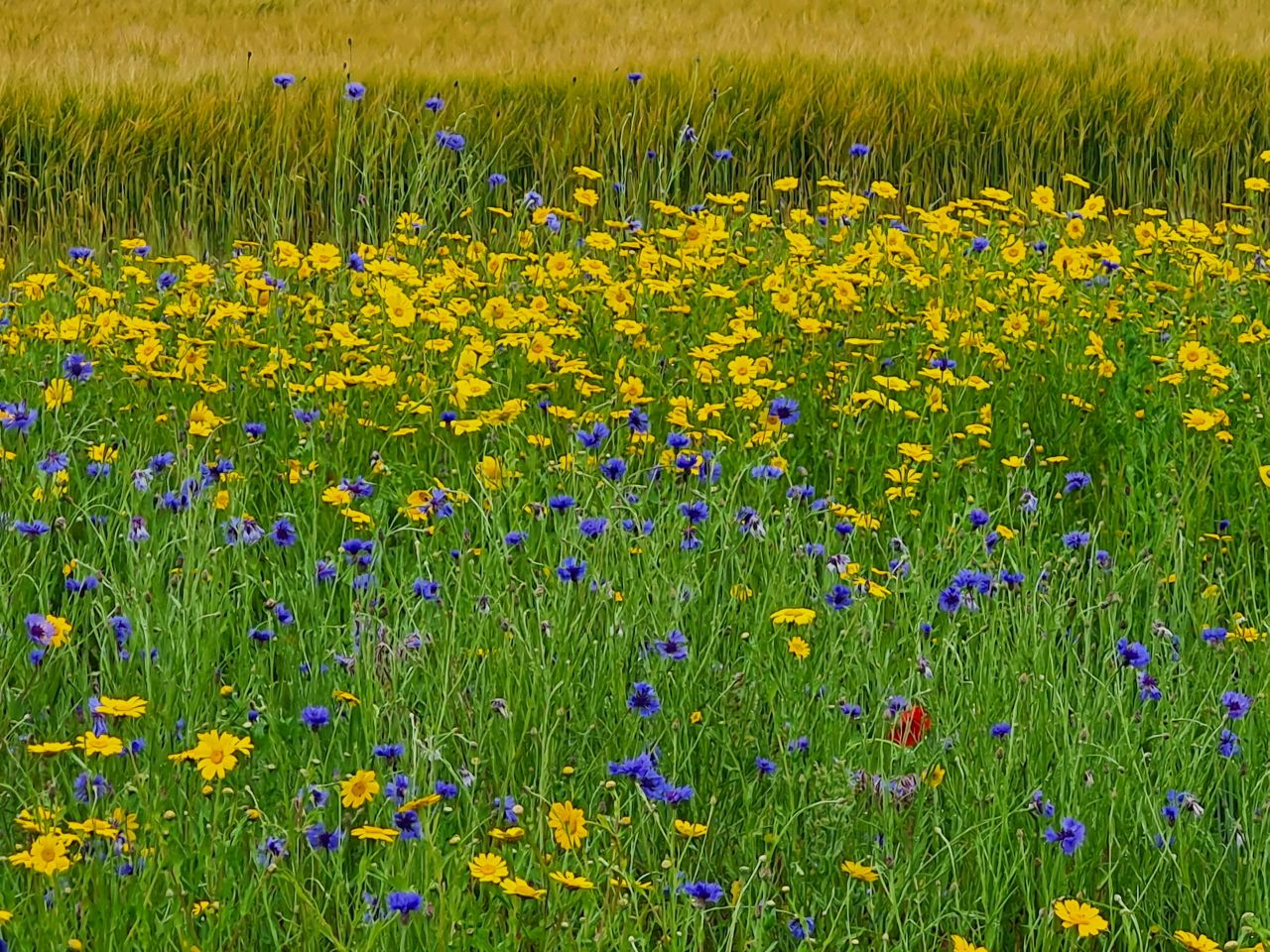 2024-07-02 14 Lound.jpg