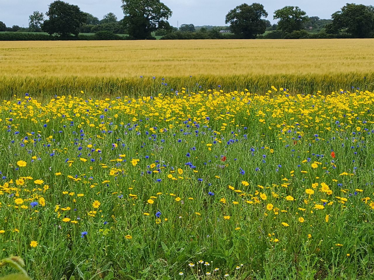 2024-07-02 15 Lound.jpg