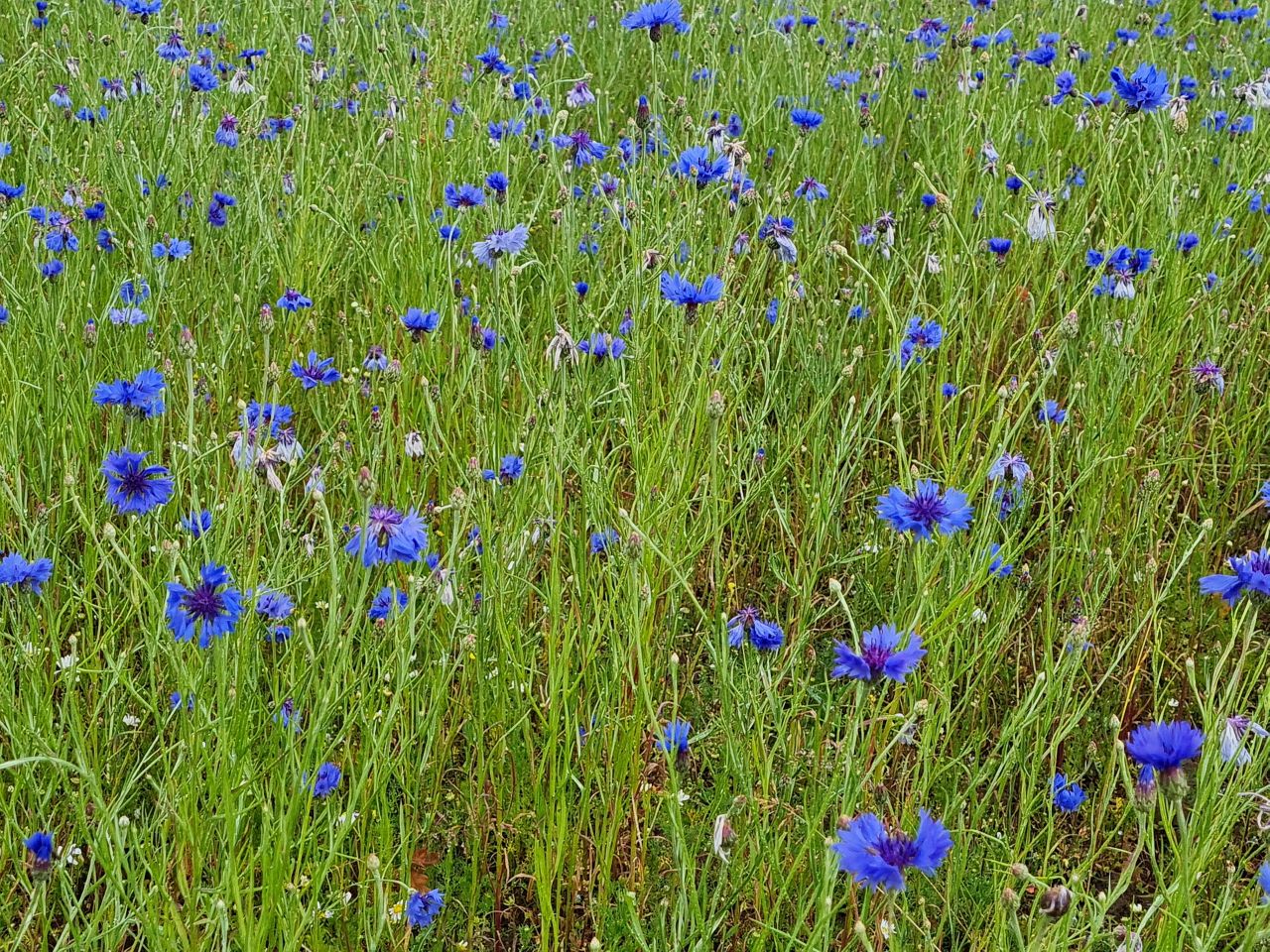2024-07-02 17 Centaurea cyanus.jpg