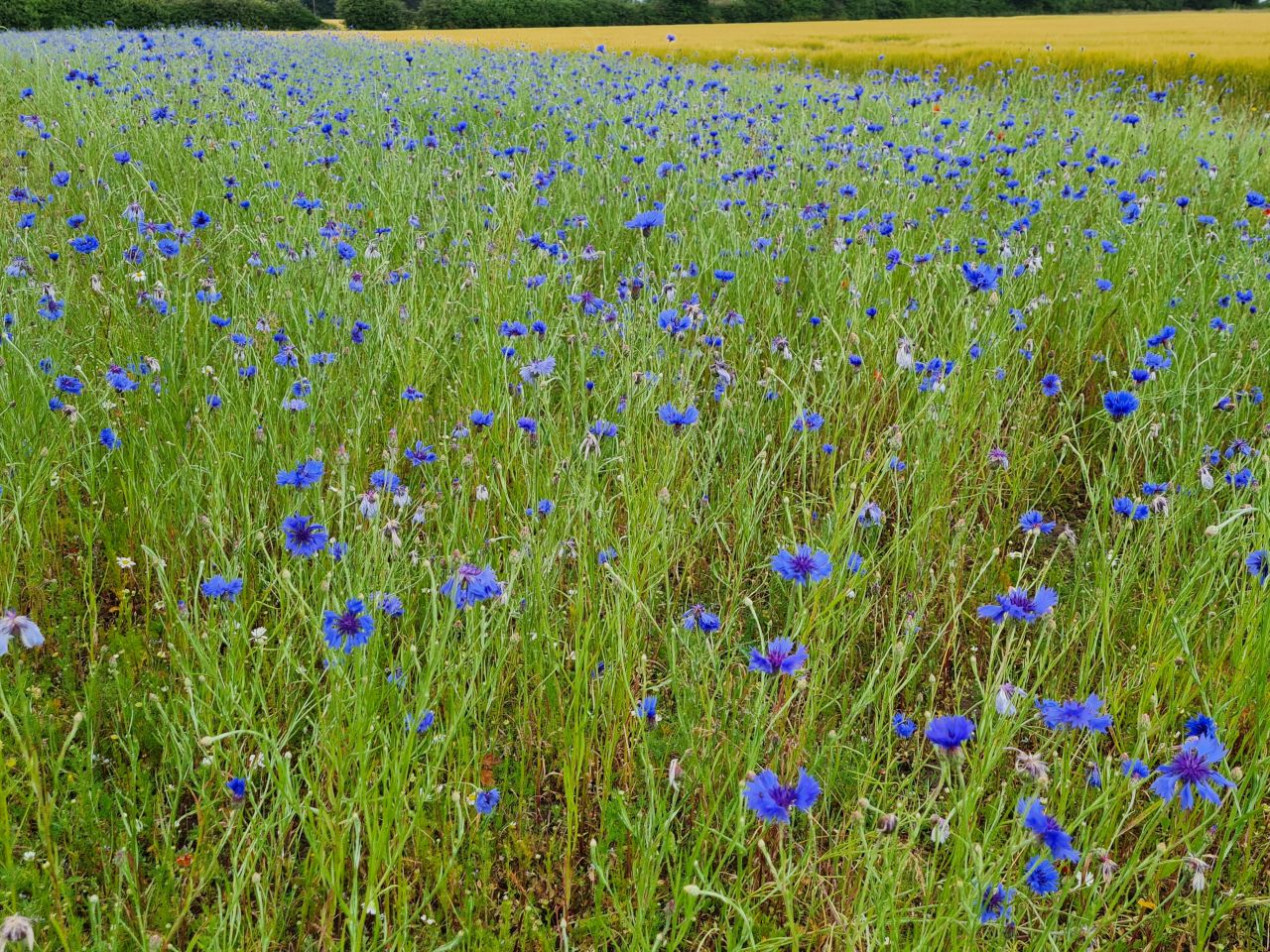 2024-07-02 18 Centaurea cyanus.jpg