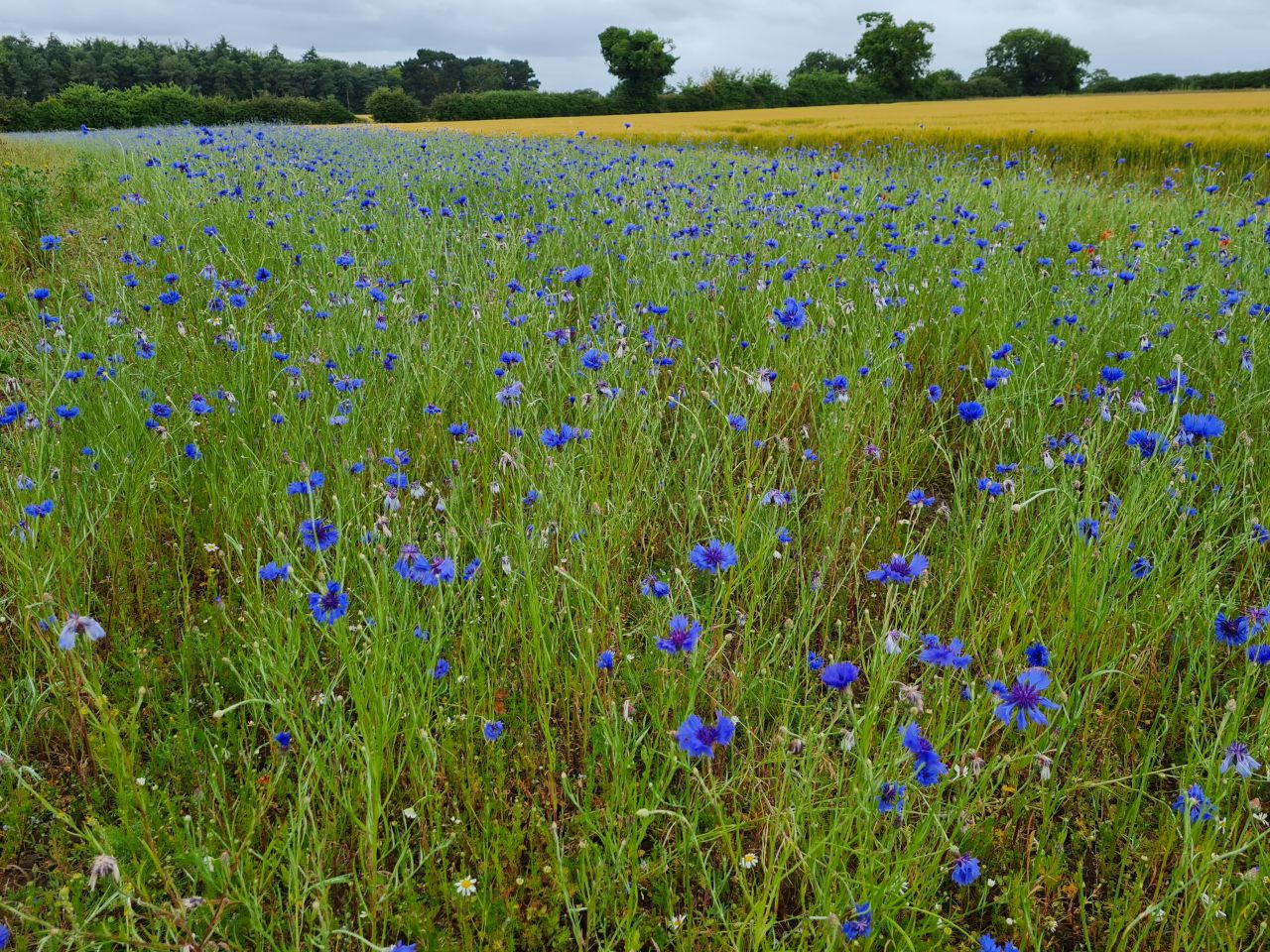2024-07-02 19 Centaurea cyanus.jpg