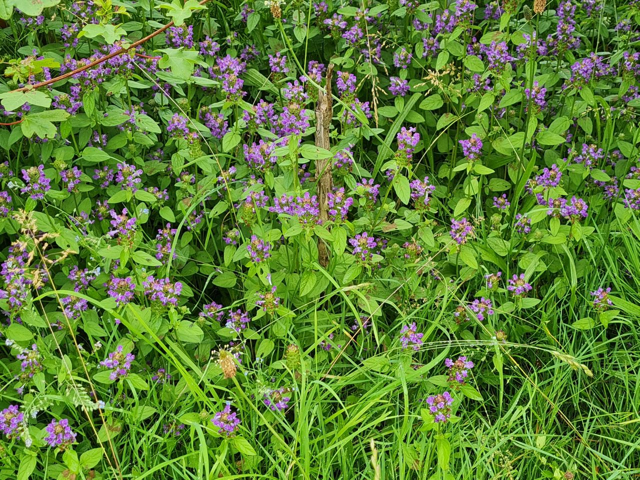 2024-07-02 20 Selfheal Prunella Vulgaris.jpg