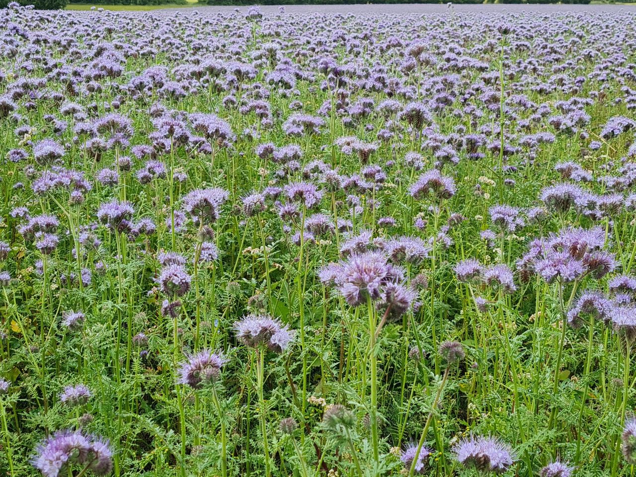 2024-07-02 21 Phacelia tanacetifolia.jpg