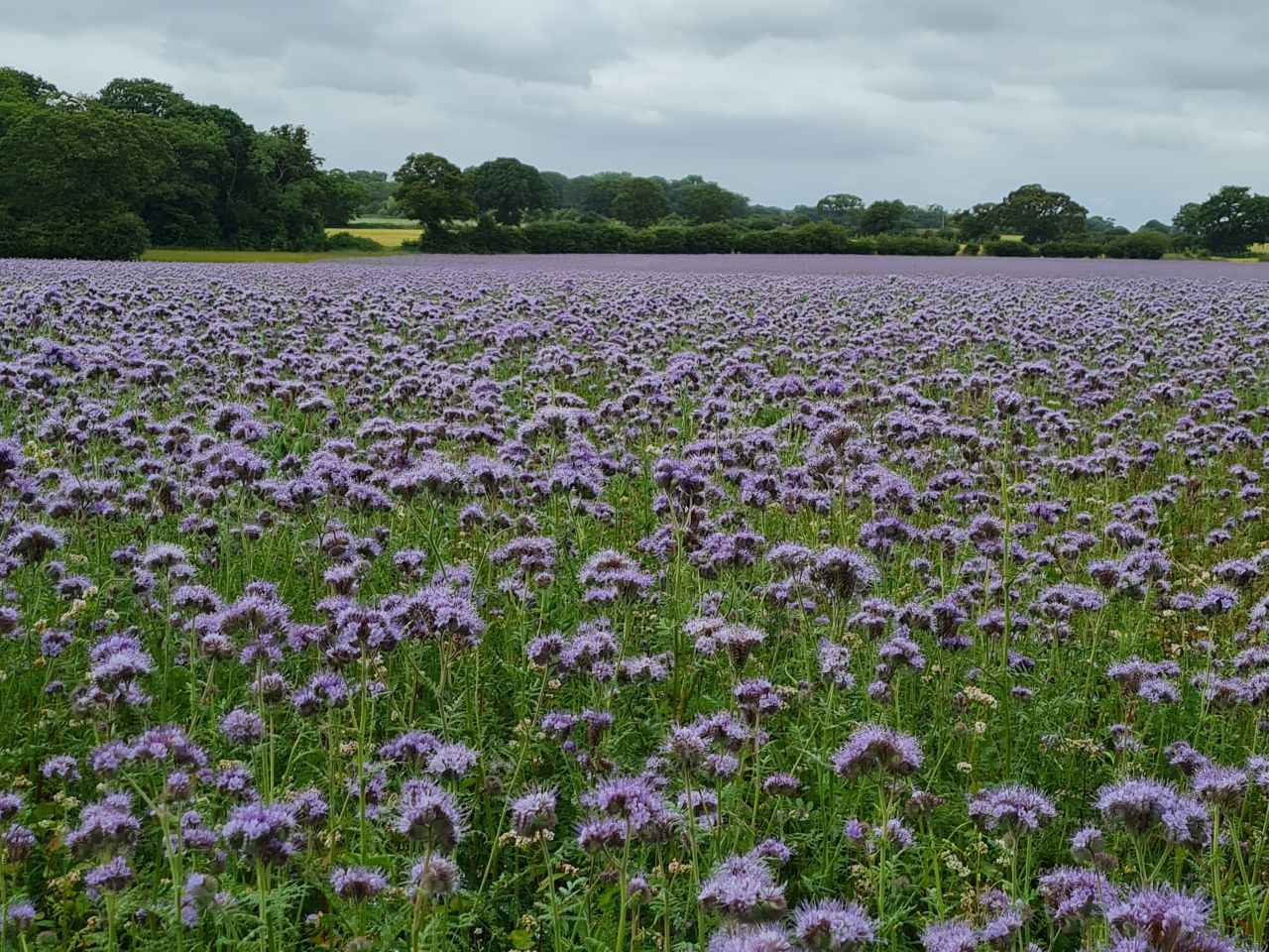 2024-07-02 22 Phacelia tanacetifolia.jpg