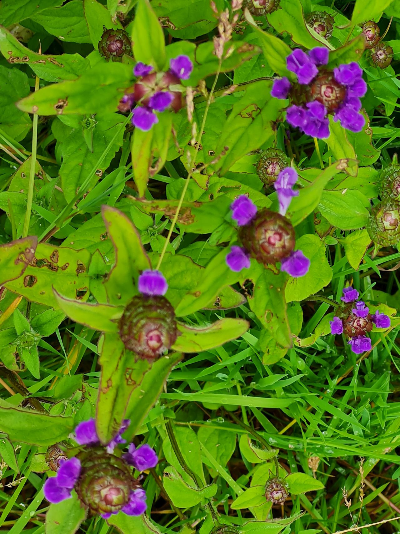 2024-07-02 34 Selfheal Prunella Vulgaris.jpg