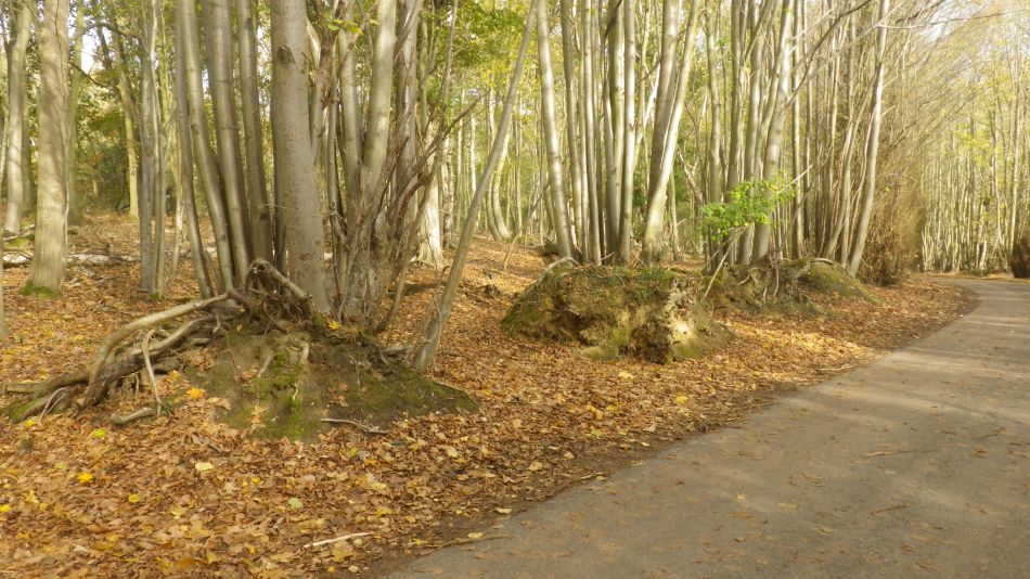 2020-10-12 08 Sizewell and Minsmere.jpg