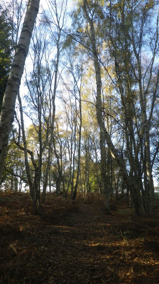 2020-10-12 19 Sizewell and Minsmere.jpg