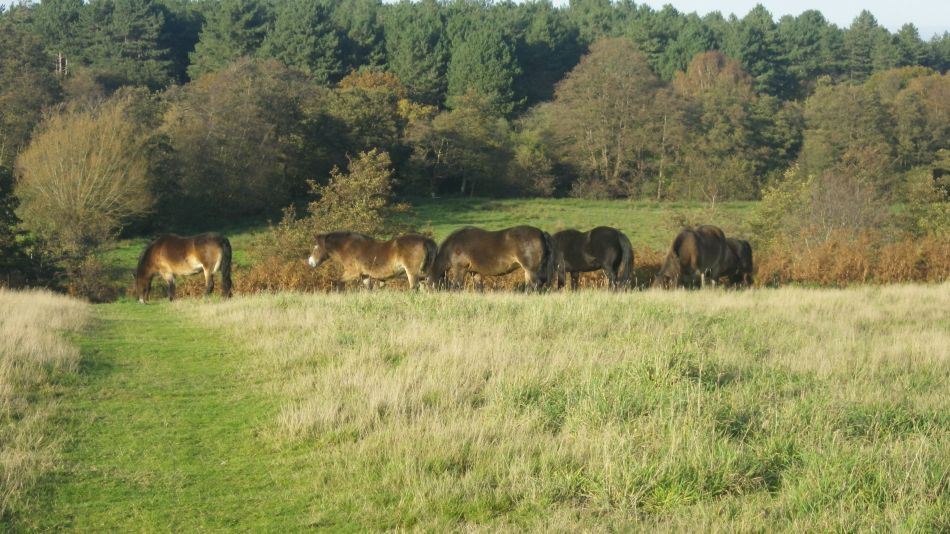 2020-10-12 20 Sizewell and Minsmere.jpg