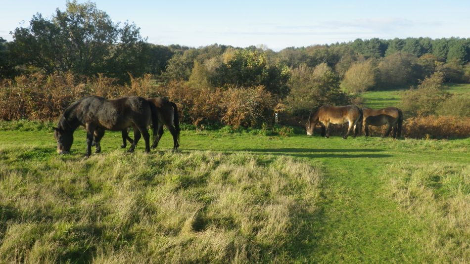 2020-10-12 21 Sizewell and Minsmere.jpg