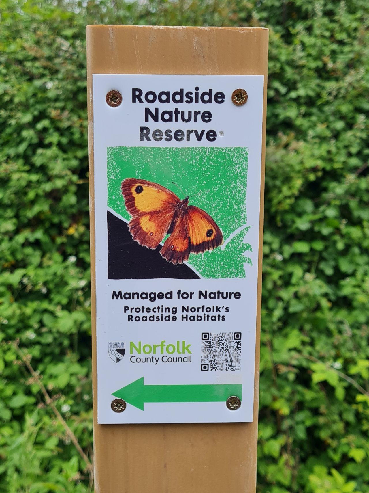 2025-06-16 41 Tivetshall Ram Shimpling and DIckleburgh.jpg