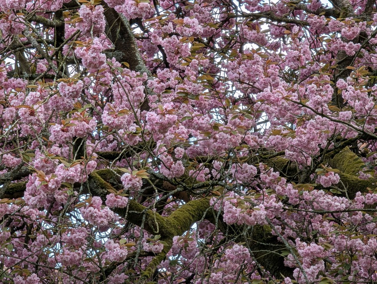 2026-04-16 13 Woods End and Surlingham.jpg