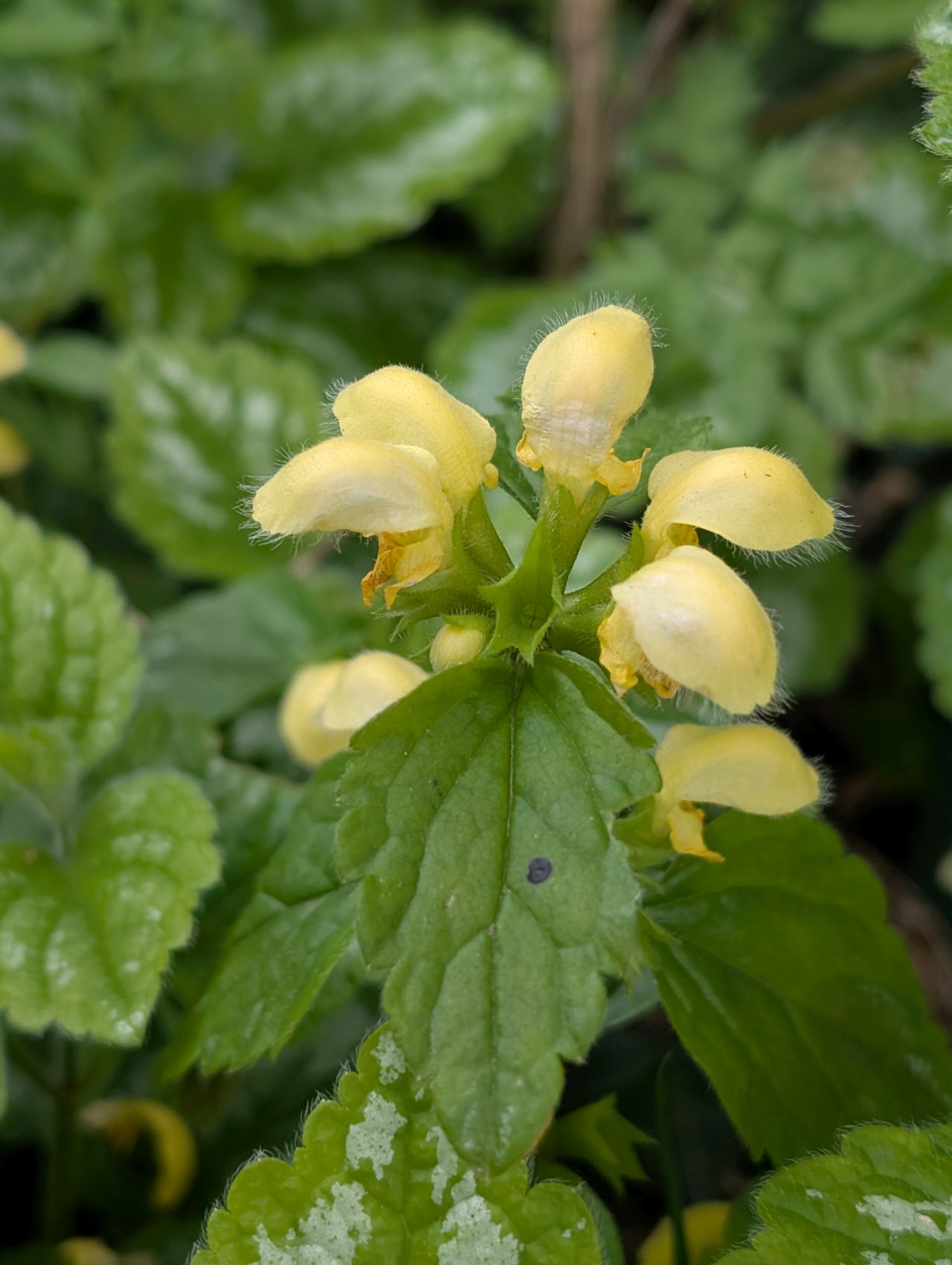 2026-04-16 17 Woods End and Surlingham.jpg