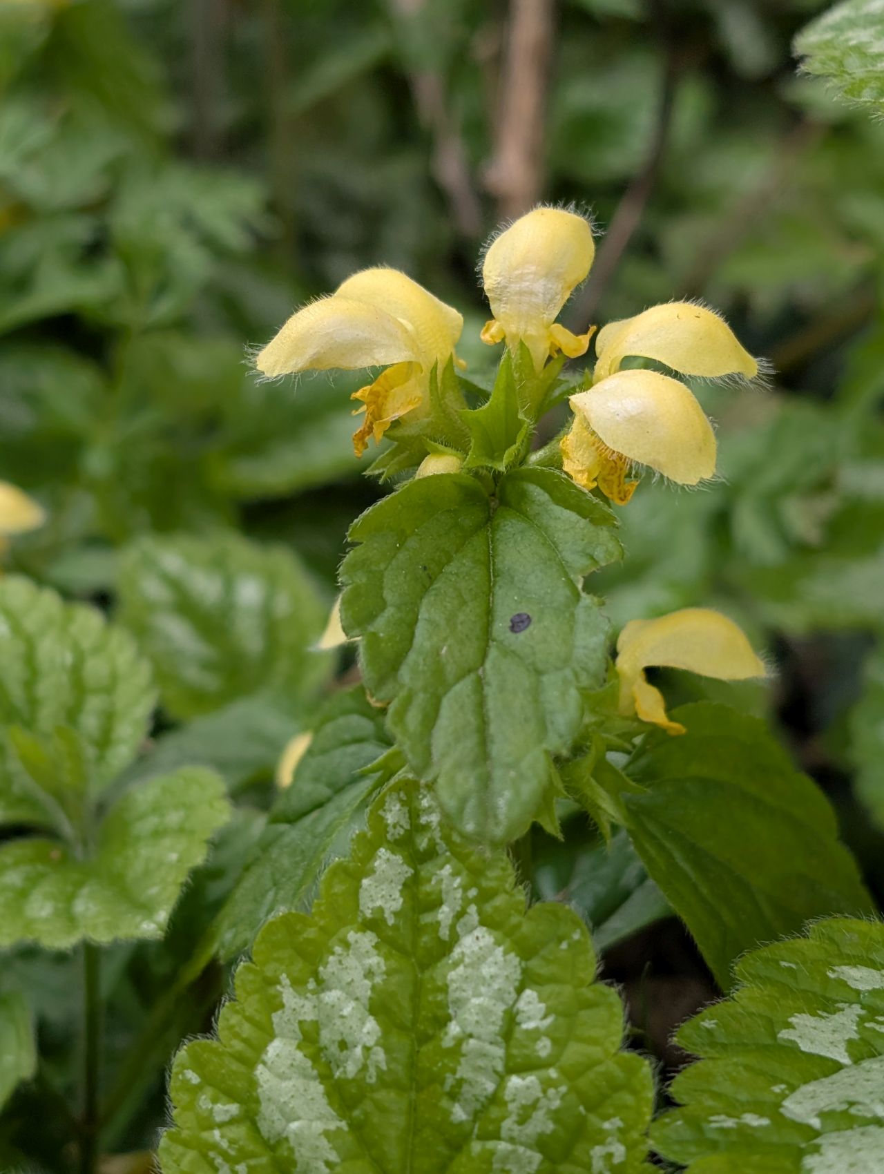 2026-04-16 18 Woods End and Surlingham.jpg