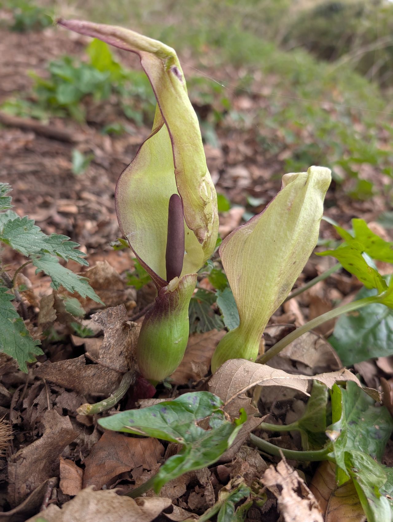 2026-04-16 28 Woods End and Surlingham.jpg