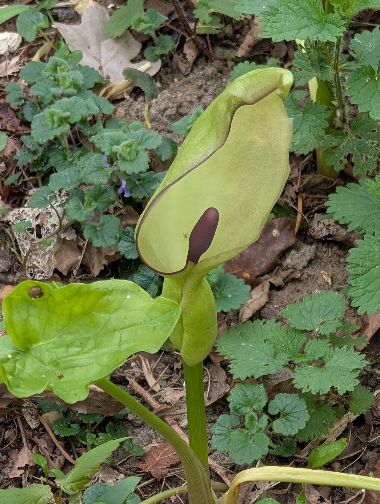 2026-04-16 32 Woods End and Surlingham.jpg