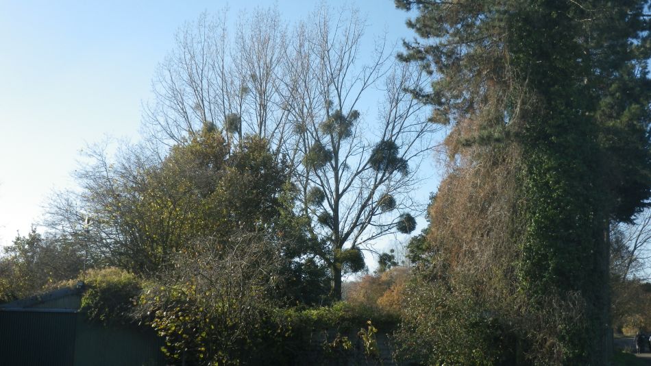 2018-11-18 02 Chediston and Huntingfield.jpg