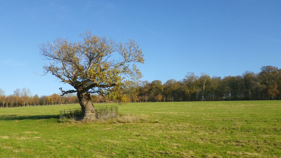 2018-11-18 05 Chediston and Huntingfield.jpg