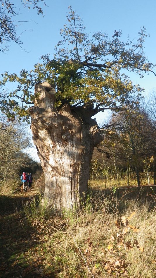 2018-11-18 15 Chediston and Huntingfield.jpg