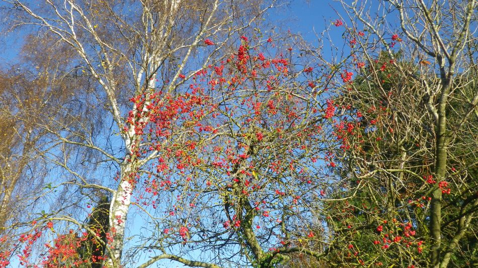 2018-11-18 18 Chediston and Huntingfield.jpg