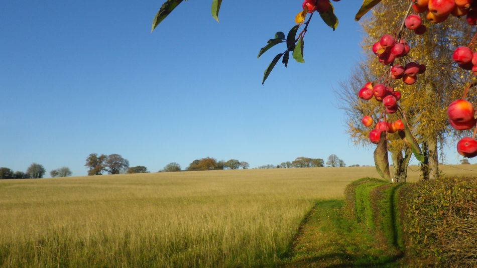 2018-11-18 19 Chediston and Huntingfield.jpg