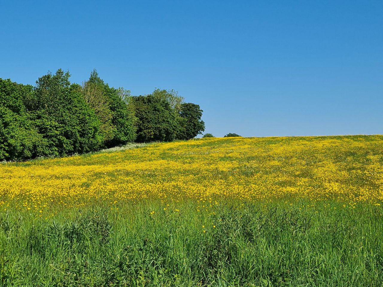 2024-05-19 04 Chediston Rumburgh Wissett.jpg