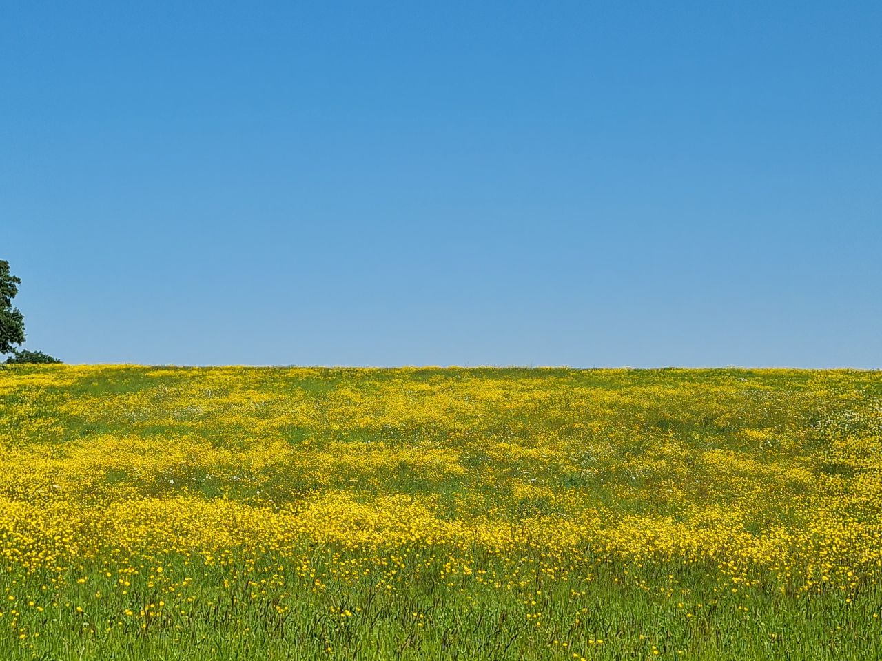 2024-05-19 05 Chediston Rumburgh Wissett.jpg