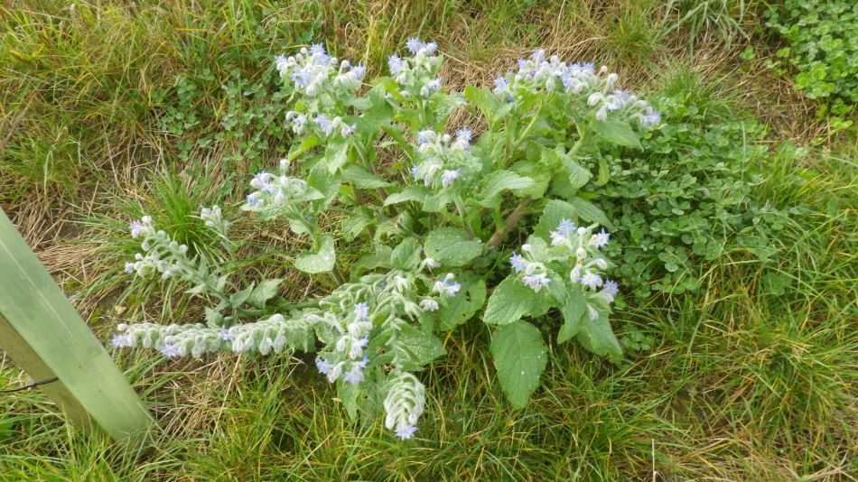 2017-10-26 09 Alde Valley Group Around Yoxford.jpg