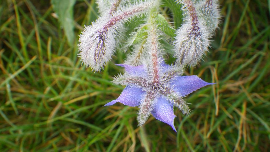 2017-10-26 10 Alde Valley Group Around Yoxford.jpg