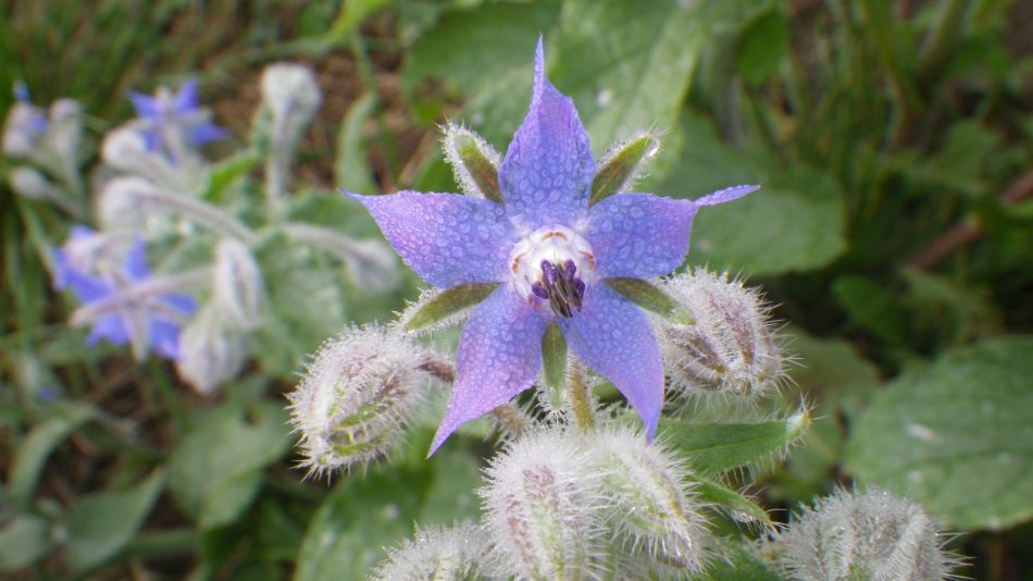 2017-10-26 11 Alde Valley Group Around Yoxford.jpg