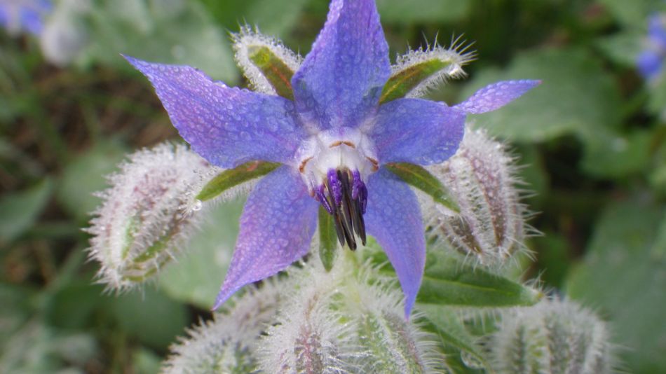 2017-10-26 12 Alde Valley Group Around Yoxford.jpg