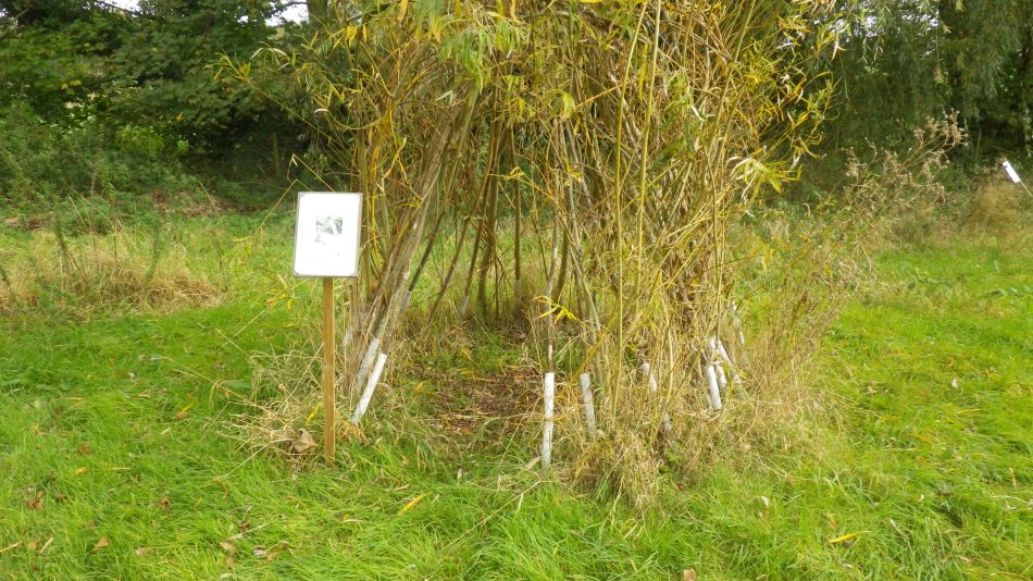 2017-10-26 24 Alde Valley Group Around Yoxford.jpg