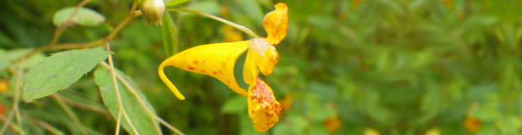 North American Impatiens capensis