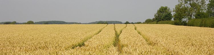 Rumburgh Area
