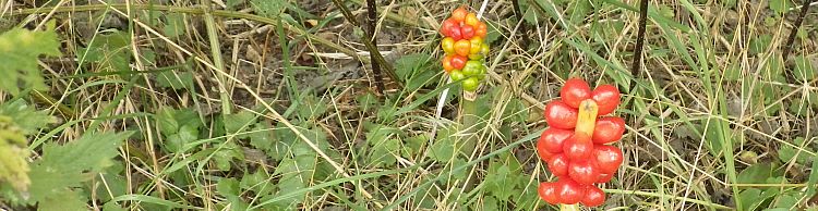 Weybread and Harleston Area