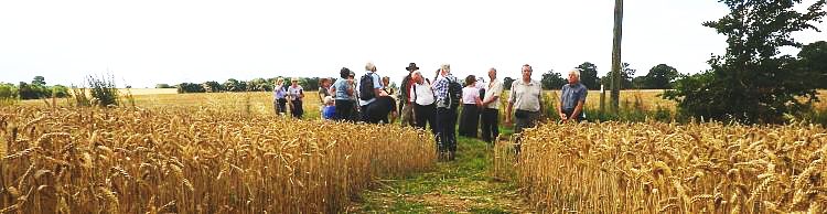 Weybread and Harleston Area