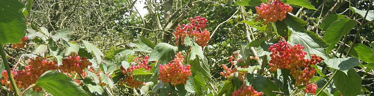 Weybread and Harleston Area