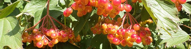 Weybread and Harleston Area