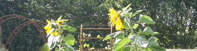 Sun Flowers