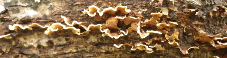 Dunwich Heath Eels Foot