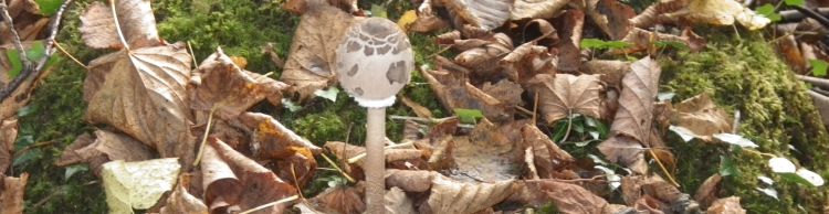 Dunwich Heath Eels Foot