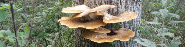 Dunwich Heath Eels Foot