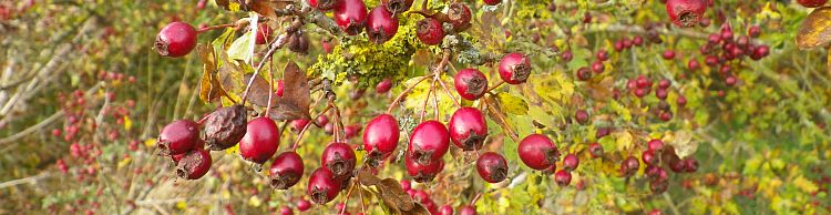 Harleston and Weybread