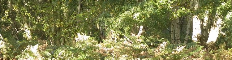 Knodishall Common Sandlings Way and Hundred River Area