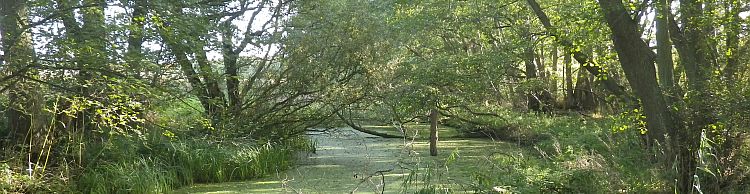 Knodishall Common Sandlings Way and Hundred River Area